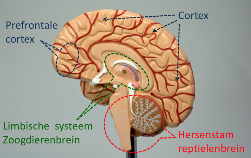 Cortex. limbisch systeem, reptielenbrein, hersenstam