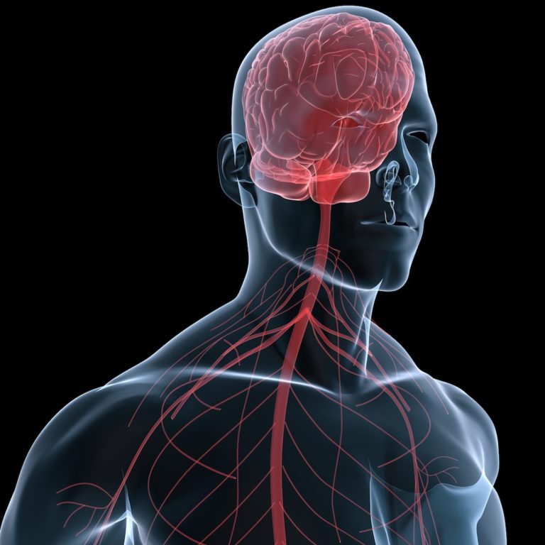hersenen en neuronen in het lichaam